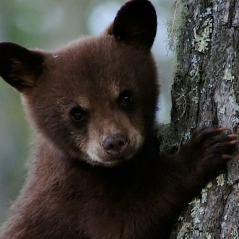 Biodiversity - Appalachian corridor - Habitats, Vegetation, Fauna, Flora