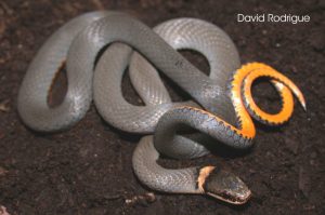 Couleuvre a collier David Rodrigue 300x199 1 Couleuvre a collier David Rodrigue 300x199 1