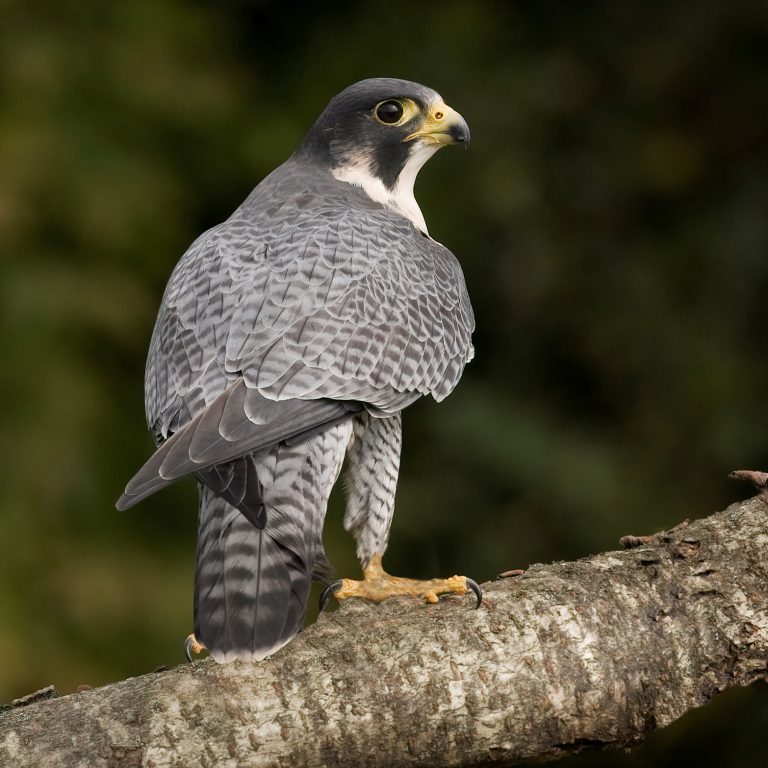 Recovery Efforts Give Peregrine Falcon Wings
