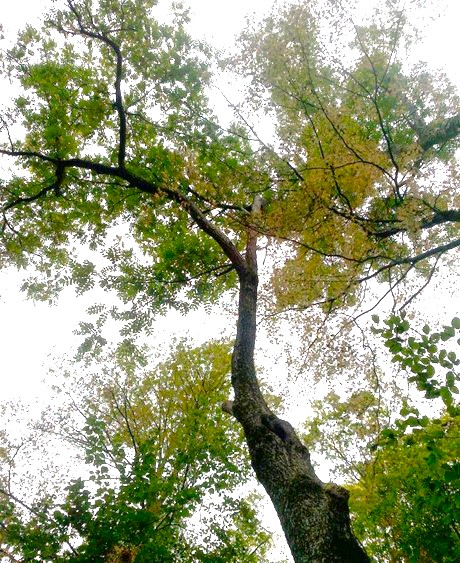 Gagne Coulombe 1 Gagne Coulombe 1