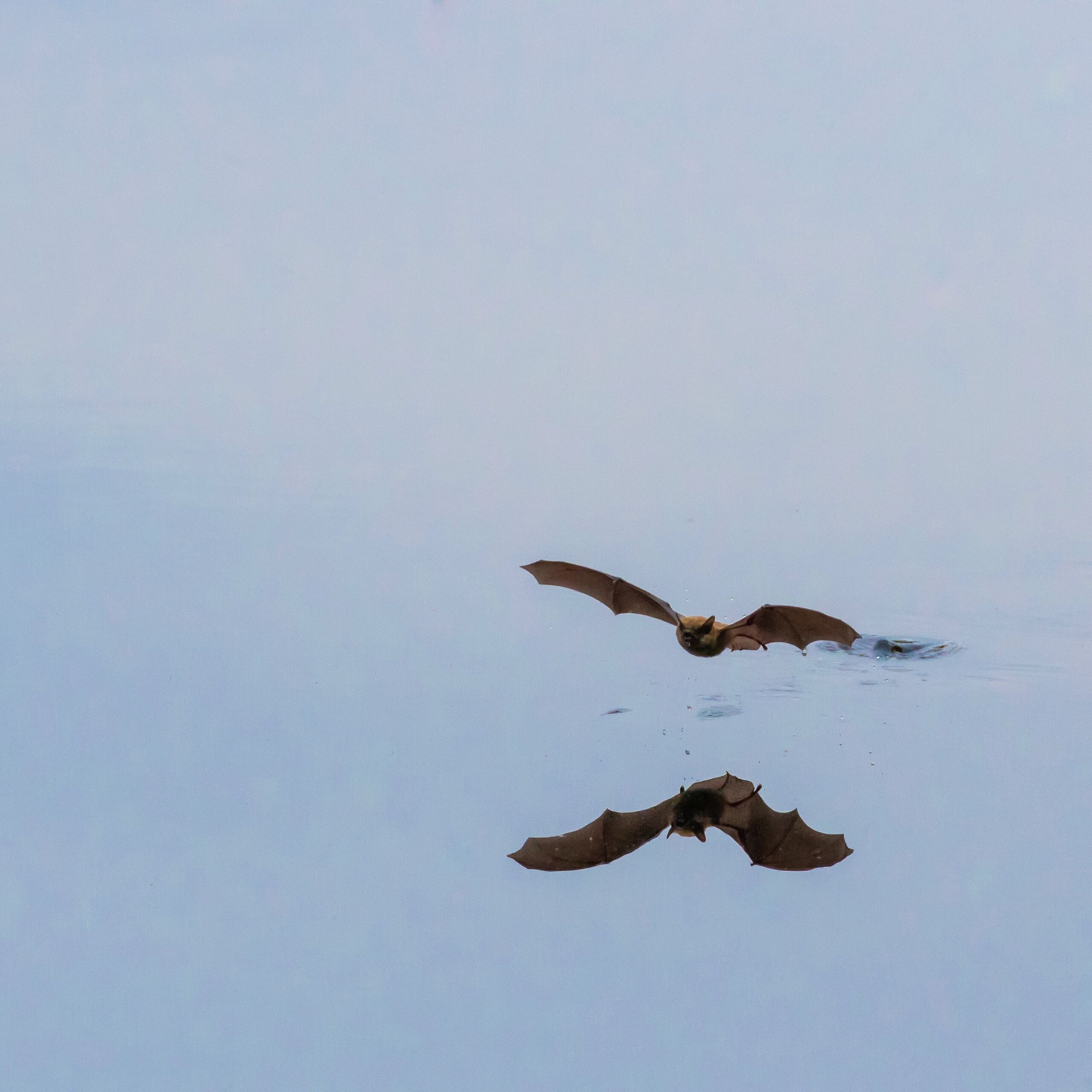 Grande chauve souris brune Denis Fournier scaled 1