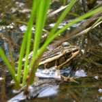 Grenouille des marais 1 150x150 1