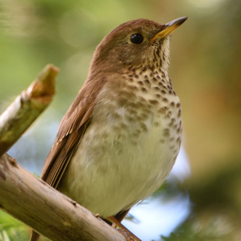 Sutton Mountain Hikers Invited to Look Out for the Bicknell’s Thrush