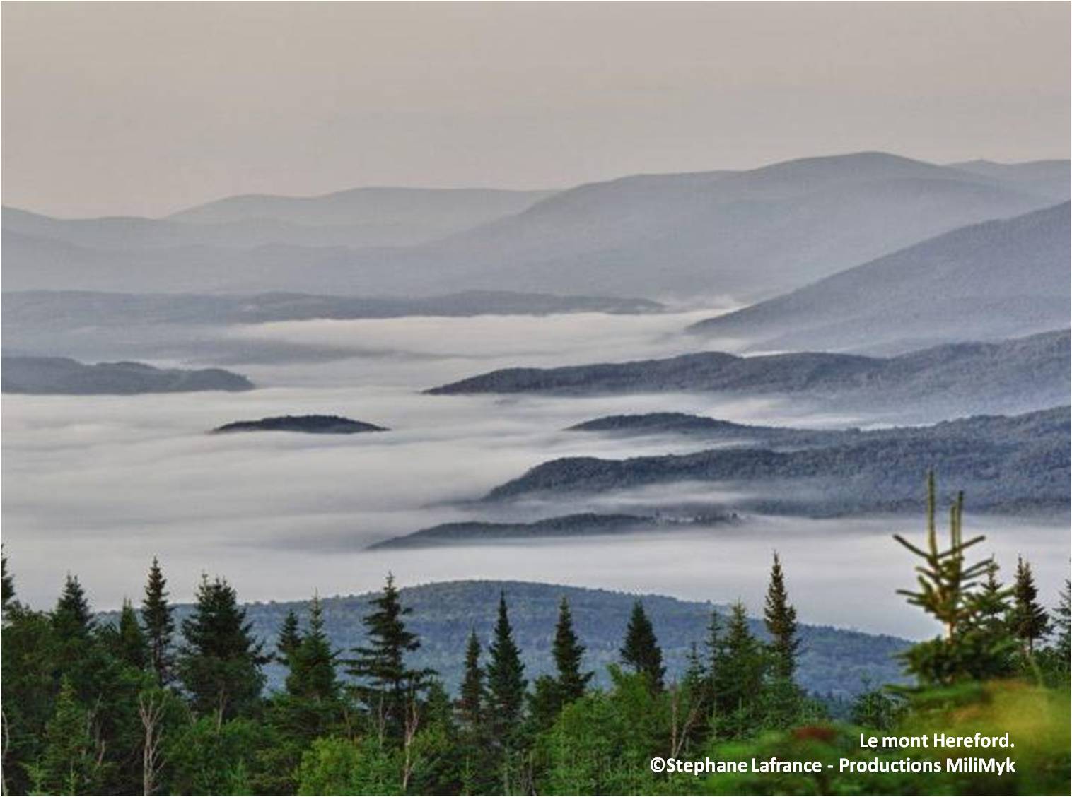 Hereford C Stephane Lachance Production MIlimyk 1 Hereford C Stephane Lachance Production MIlimyk 1