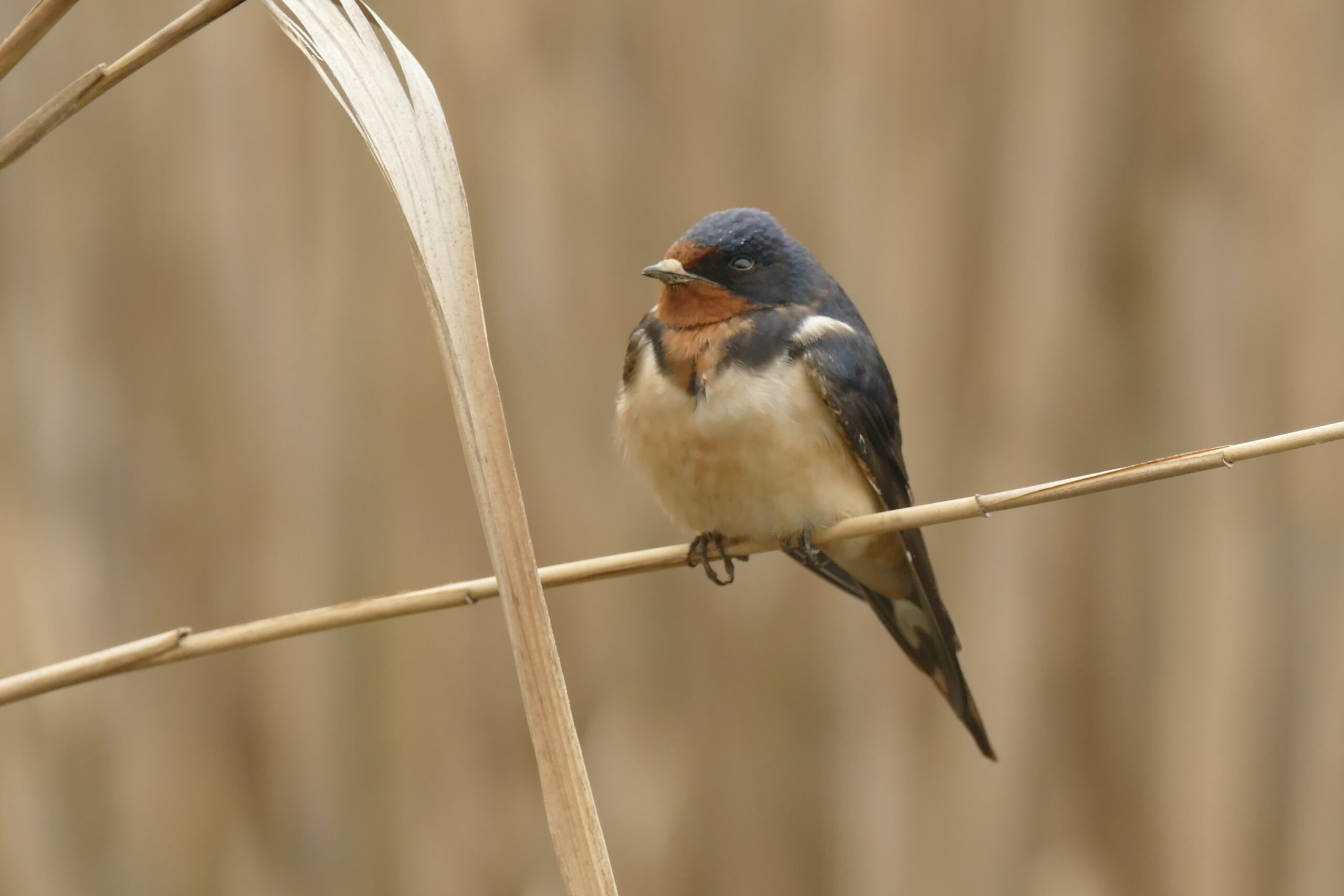 Hirondelle rustique 2 Bernard Jolicoeur scaled 1