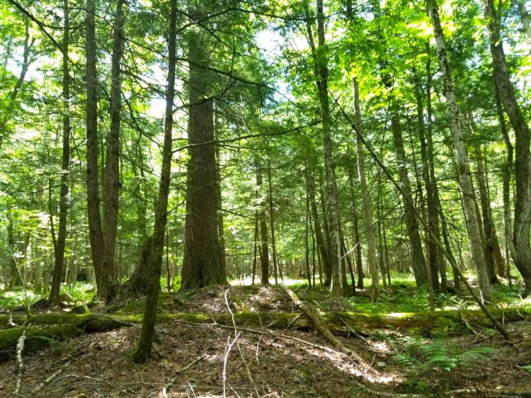 FLUET FAMILY PROTECTS 18.5 HECTARES OF PRECIOUS NATURAL ENVIRONMENT IN PERPETUITY AT FITCH BAY