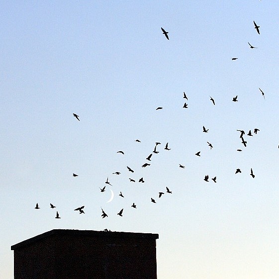 Chimney Owners Help Save the Chimney Swift