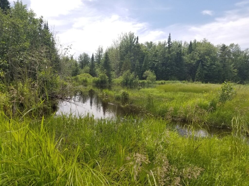 Milieu humide RossMapleCross c ACA 1024x768 1