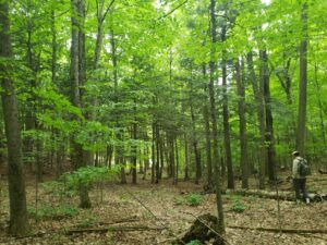 Mont Gale c Corridor appalachien 300x225 1 Mont Gale c Corridor appalachien 300x225 1