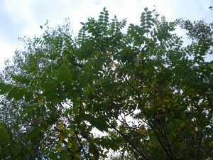 Noyer Juglans cinerea1TSJc Corridor appalachien 300x225 1 Noyer Juglans cinerea1TSJc Corridor appalachien 300x225 1