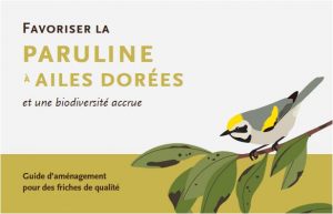 Paruline 1 300x193 1 Paruline 1 300x193 1