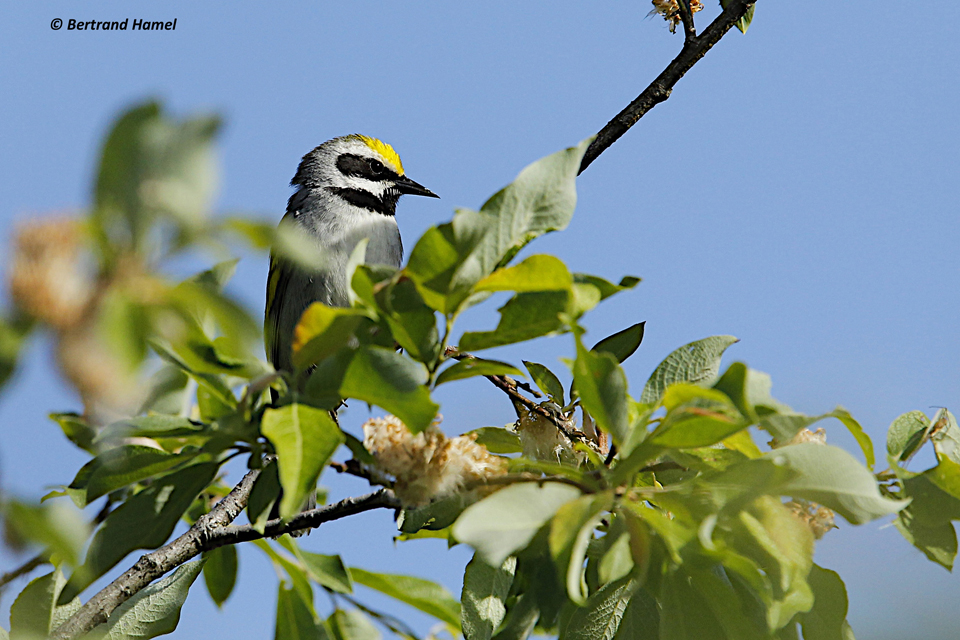 Paruline a ailes dorees Bertrand Hamel 3 Paruline a ailes dorees Bertrand Hamel 3