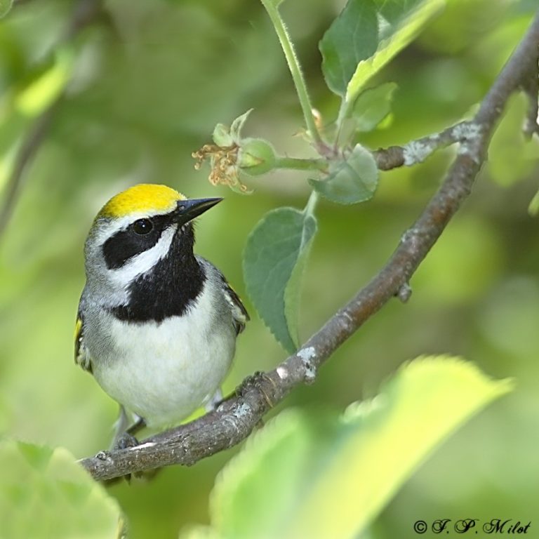 Restoring Golden-Winged Warbler Habitat