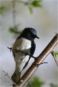 Paruline bleue 01 200x300 1