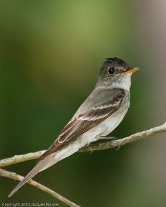 Pioui de lEst Jacques Bouvier 241x300 1 Pioui de lEst Jacques Bouvier 241x300 1