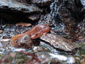 Salamandre pourpre 10 300x225 1 Salamandre pourpre 10 300x225 1