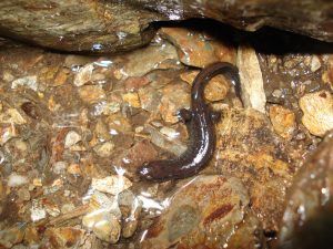 Salamandre sombre du Nord 2 300x225 1 Salamandre sombre du Nord 2 300x225 1