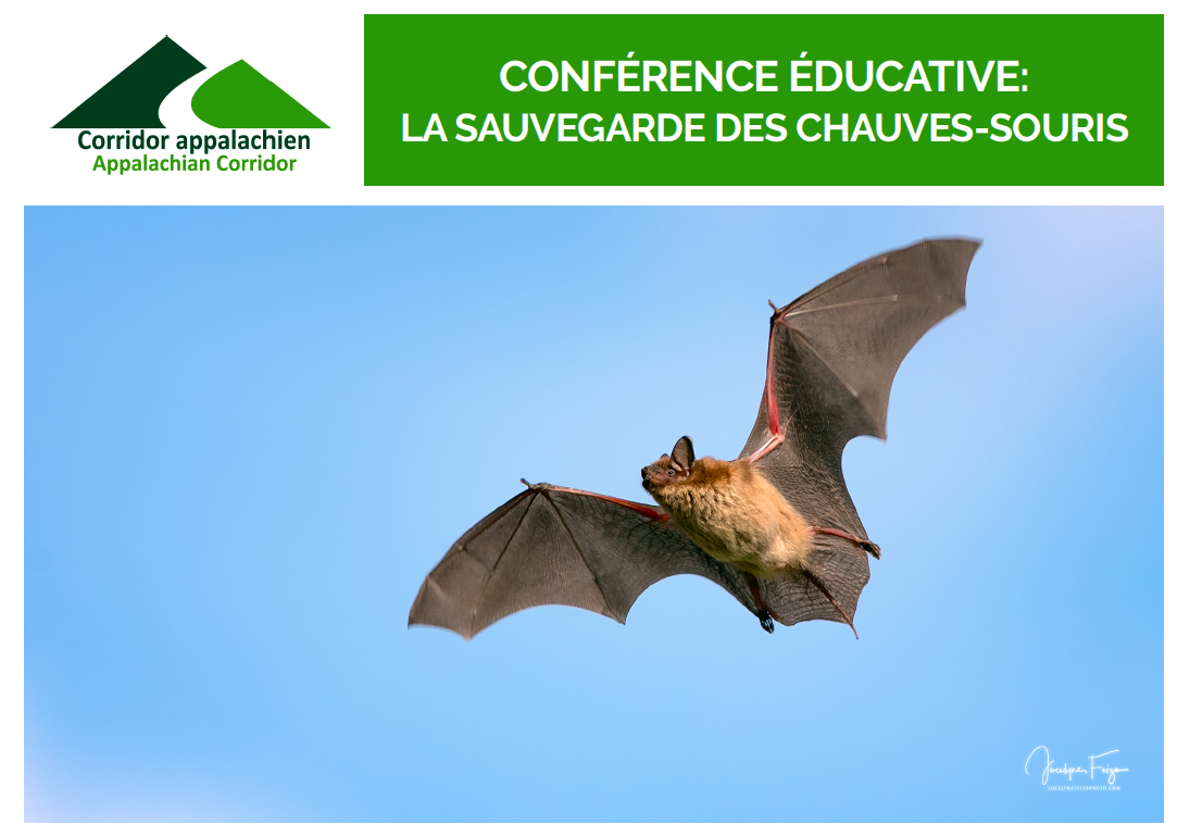 Screen Shot 2021 02 01 at 3.45.48 PM Screen Shot 2021 02 01 at 3.45.48 PM