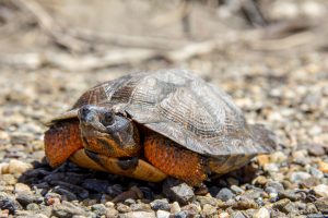 Tortue des bois 2 Marc Lepage copy 300x200 1