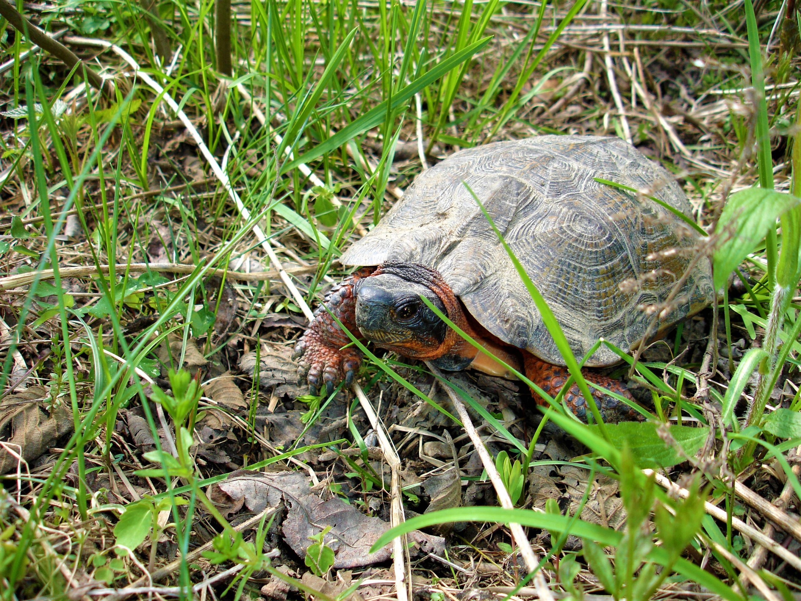 Tortue des bois 4 ACA scaled 1 Tortue des bois 4 ACA scaled 1