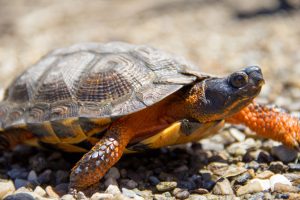 Tortue des bois 5 Marc Lepage 300x200 1 Tortue des bois 5 Marc Lepage 300x200 1