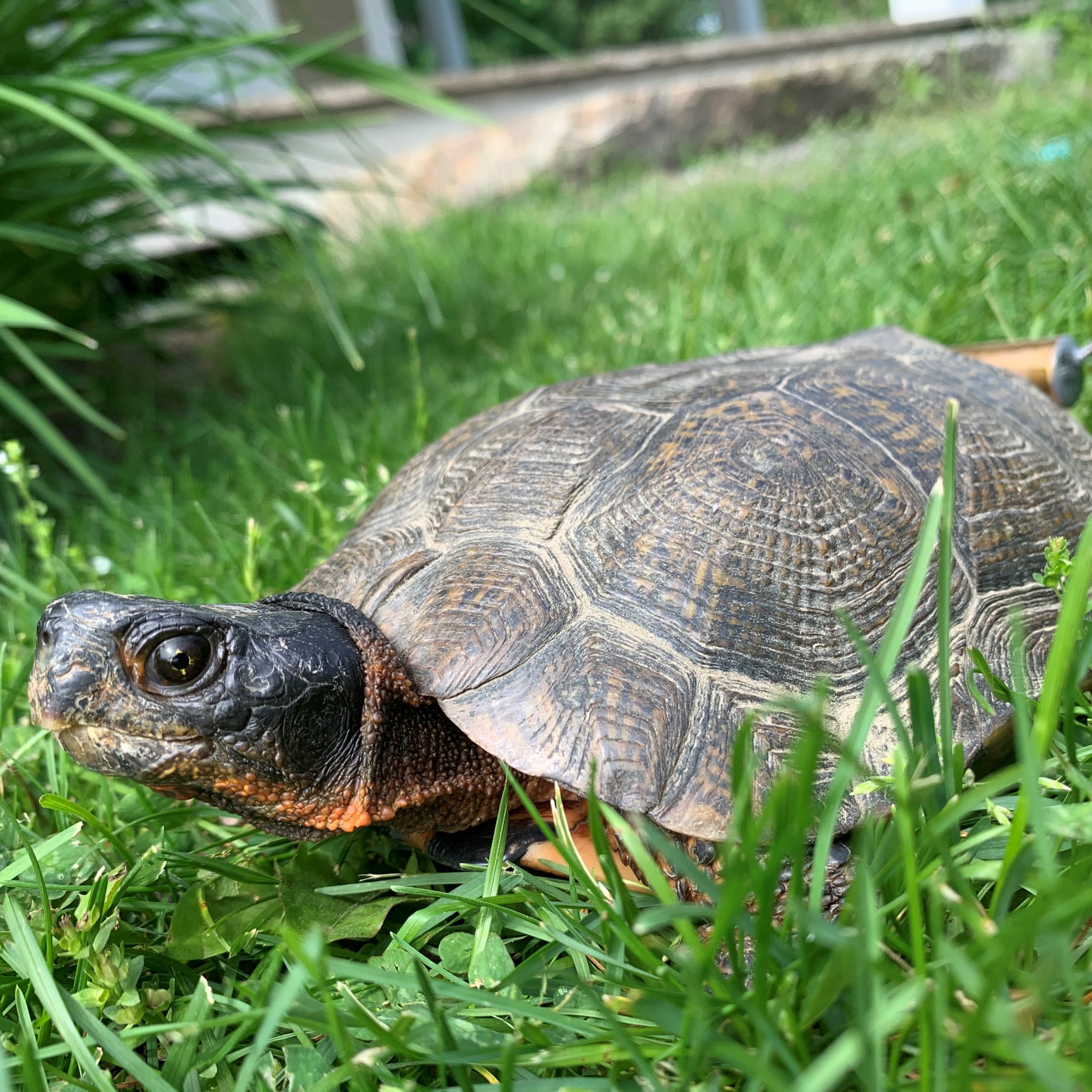 Tortue bois scaled 1 Tortue bois scaled 1