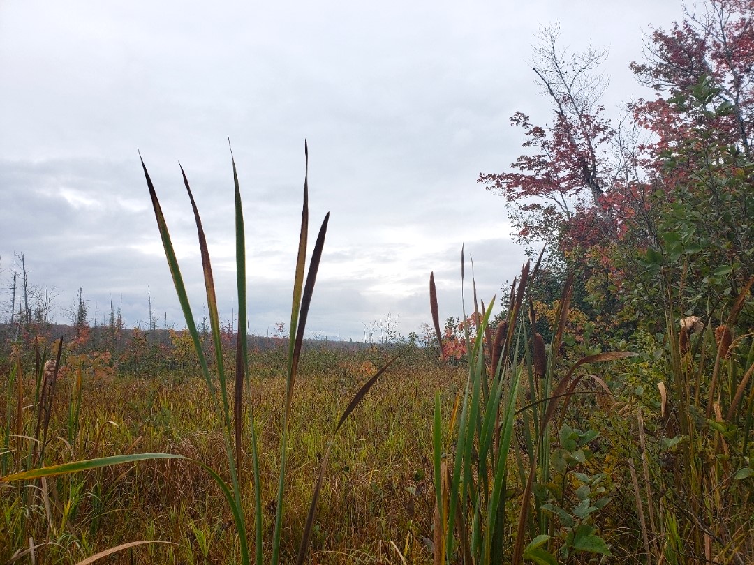 Tourbiere Millingtonc Corridor appalachien