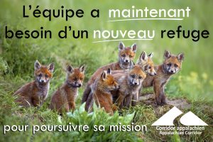 Visuel renard low 300x200 1 Visuel renard low 300x200 1