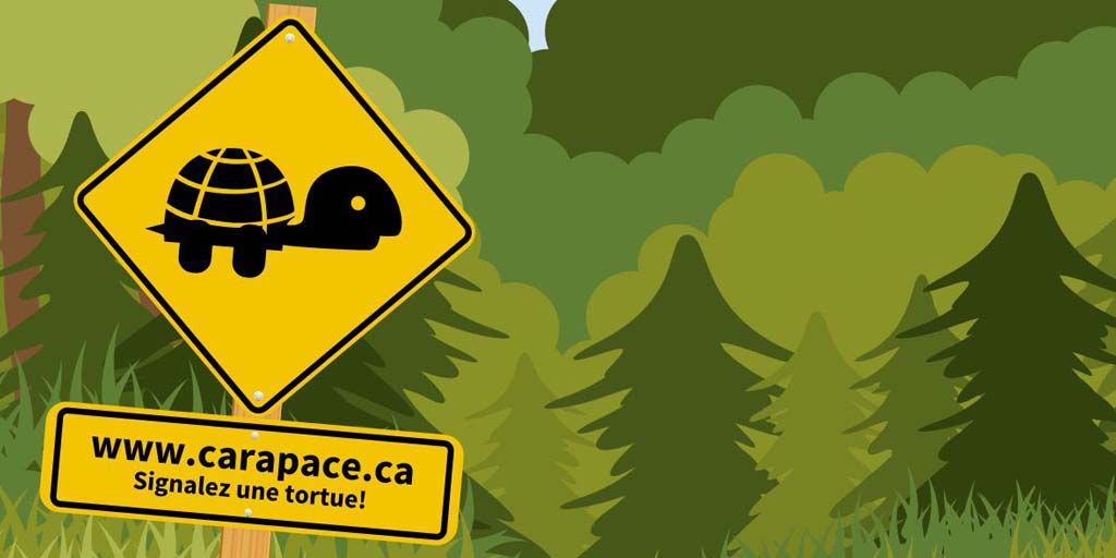 carapace tw fr carapace tw fr