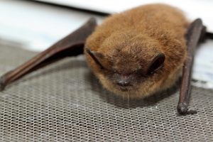 petite chauve souris brune copyright Yves Dery 1 300x200 1