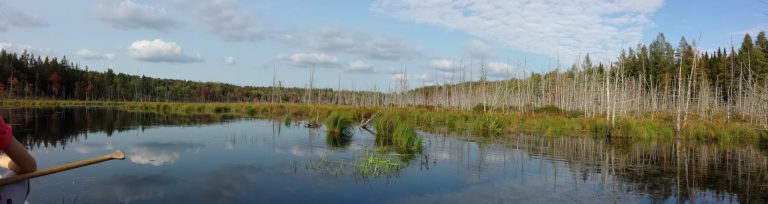 NOUVELLE AIRE PROTÉGÉE À SAINTE-ANNE-DE-LA-ROCHELLE : LE LAC-SAUVAGE !