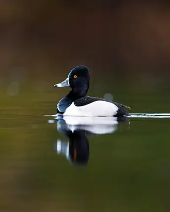 A7208173 Enhanced NR 2