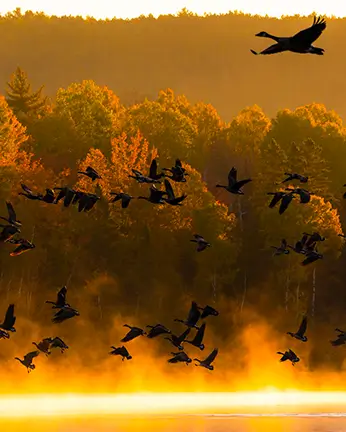 Bernaches Kingsbury 2 1 Bernaches Kingsbury 2 1