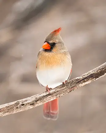 Cardinal 2 Cardinal 2