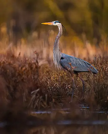Grand heron Ile du Marais 1 Grand heron Ile du Marais 1