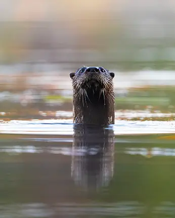 Loutre Kingsbury 1 Loutre Kingsbury 1