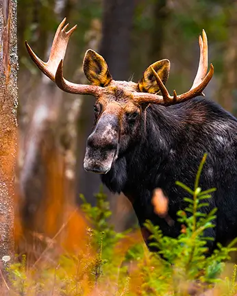 Orignal Khartoum 01 2 Orignal Khartoum 01 2