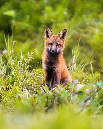 Renard Roux juvenile 2 2 Renard Roux juvenile 2 2