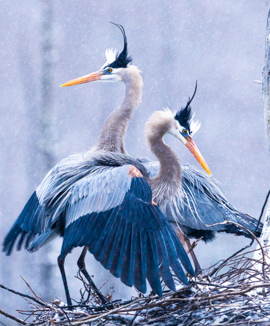 herons herons