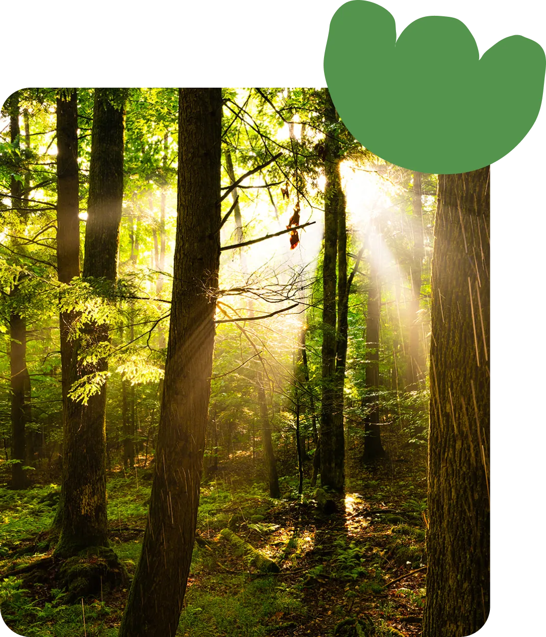 page option conservation page option conservation