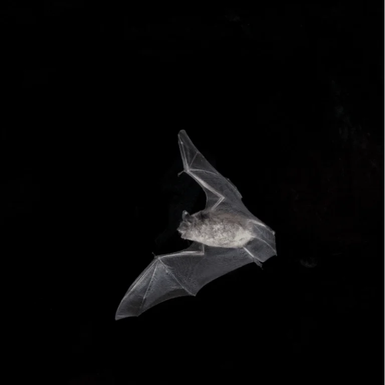 Conférence sur la conservation des chauves-souris