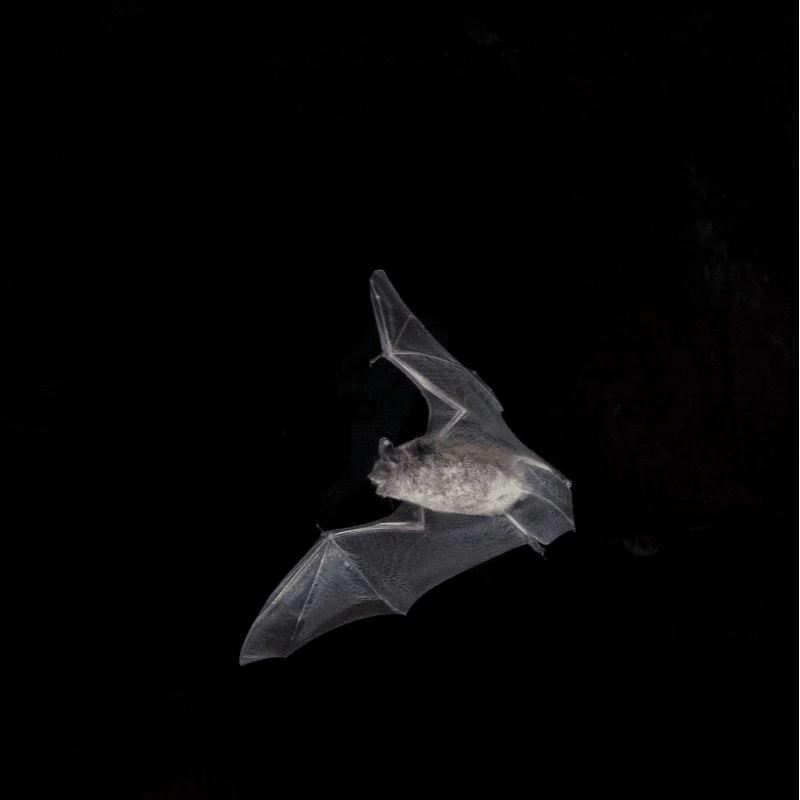 chauvesouris chauvesouris