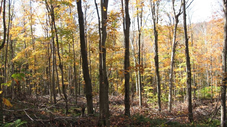Une acquisition historique pour la Fiducie foncière du mont Pinacle : l’aire protégée des Hauts-Ruisseaux