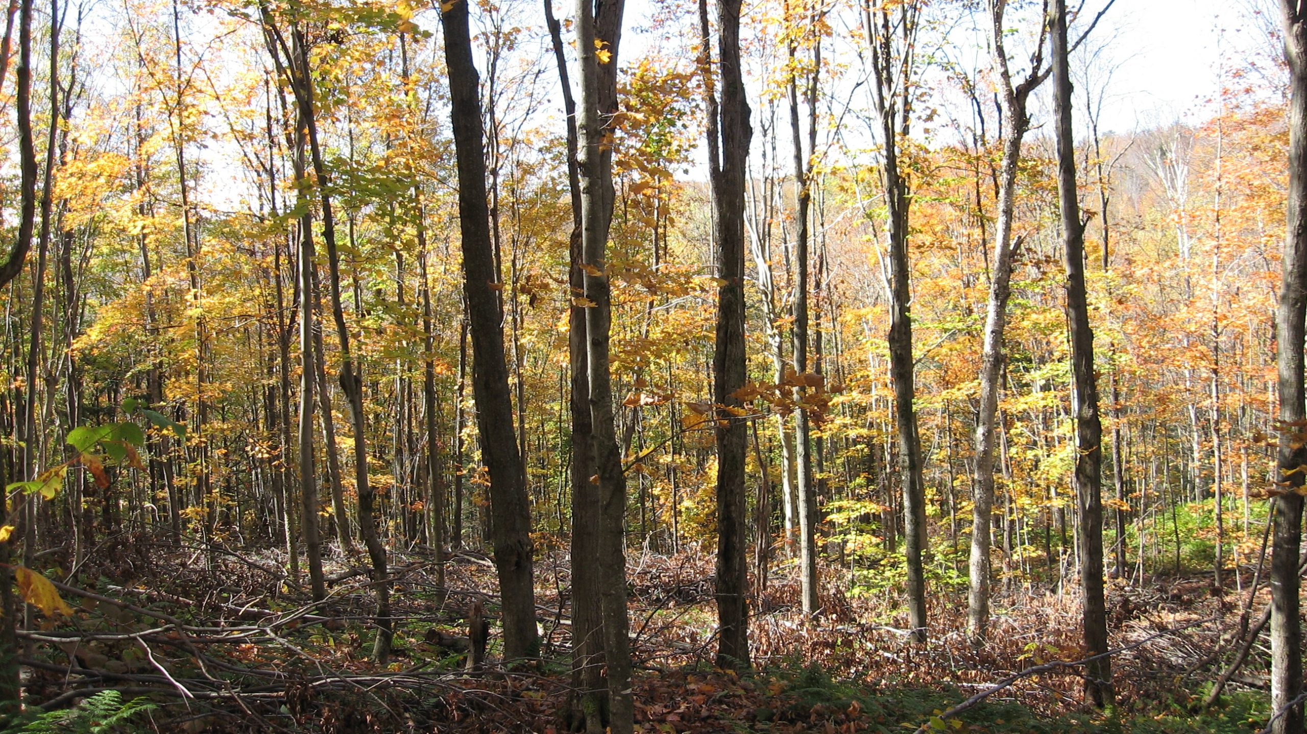 coupe voisin 1 scaled